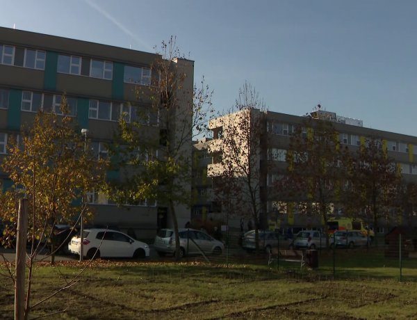 Sövénylabirintus a kórház udvarán – 750 darab palántát ültettek el a játszótér mellett