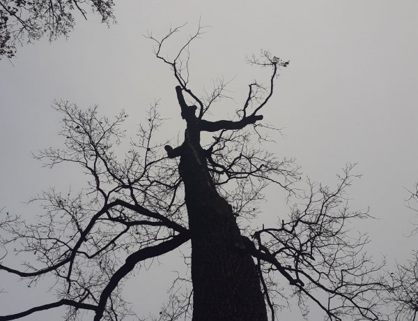 Faápolási és kitermelési munkák kezdődnek Nyíregyházán, a Sóstói-erdőben, az Erdei Tornapályán