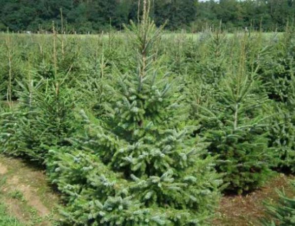 Már a karácsonyfa beszerzését is intézhetjük az interneten             