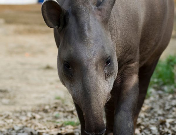 Nyíregyházi Állatpark: állati kulisszatitkok, avagy hogyan kezeljünk stresszmentesen egy tapír sérülését