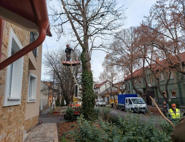 Faápolási munkálatokat végeztek a NYÍRVV szakemberei a Nádor utcán