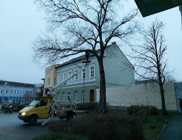 Péntek reggel a bíróság melletti téren egy japánakác ápolási, gallyazási munkálatait végezték