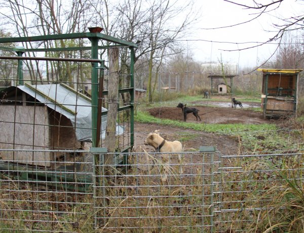 Vádemelés a kutyaviadal szervezői ellen