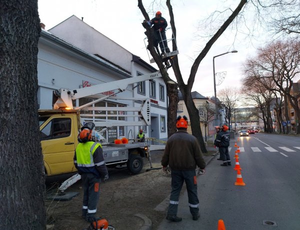 A Dózsa György utcán végeztek faápolási munkálatokat forgalomkorlátozás mellett