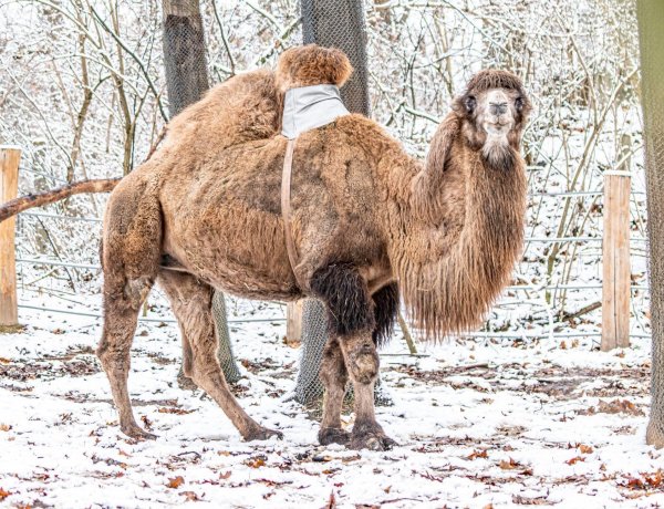Púpvédő segíti a Nyíregyházi Állatpark 14 éves kétpúpú tevéjének gyógyulását