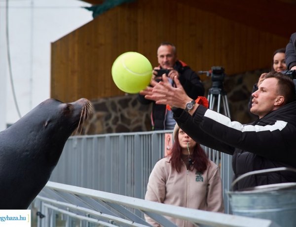 Különleges örökbefogadás – Fucsovics Márton gondoskodik Ginóról, a 15 éves fókáról