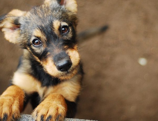 Elkészült Magyarország kóbor állat rendelete – Mutatjuk a részleteket