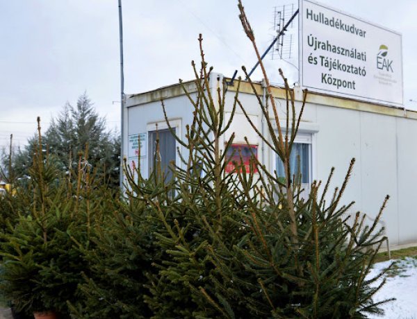 Idén is begyűjtik a kidobott karácsonyfákat!