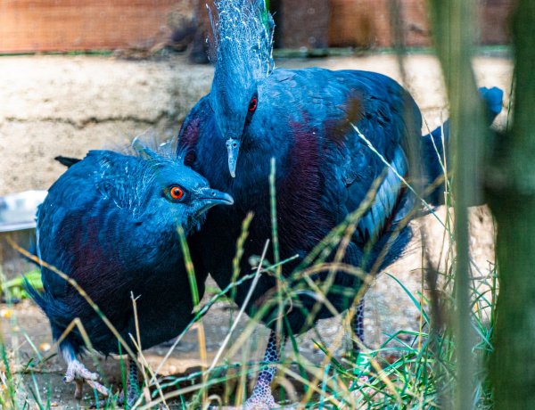 Nyíregyházi Állatpark: ez történt 2021-ben!