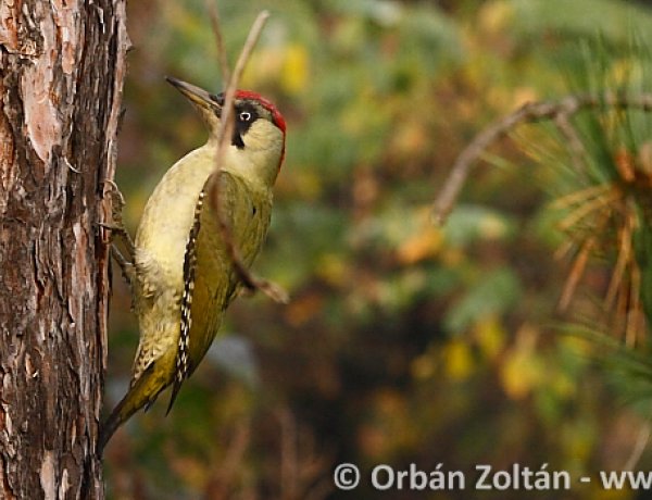 A zöld küllőt választották az év madarának