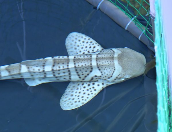 Zebracápák a Nyíregyházi Állatparkban – Máris megérkezett az év első látványossága