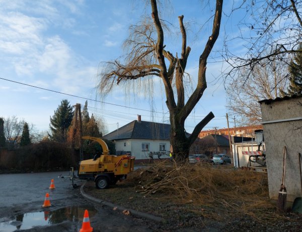 Kedden a Kert közben faápolási munkálatokat végeztek a NYÍRVV munkatársai