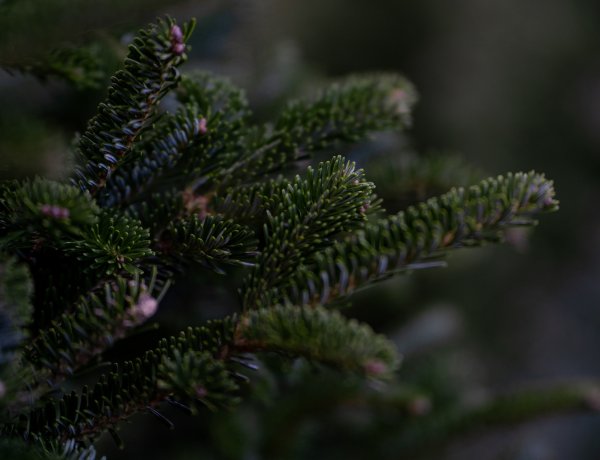 Jövőhéttől kezdetét veszi az Ültess egy karácsonyfát nevű karácsonyfagyűjtő akció