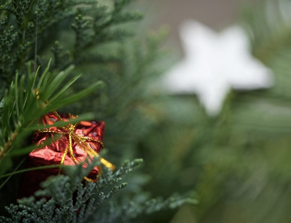 Fenyőgyűjtő akció – Liget, palánta vagy állateledel is lehet a karácsonyfából