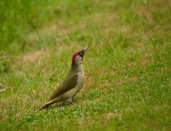Zöld küllő – Ez a harkályféle lett az idei esztendő madara