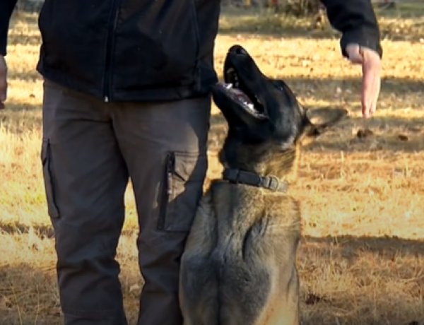 Négylábú kollégákat toboroz a rendőrség