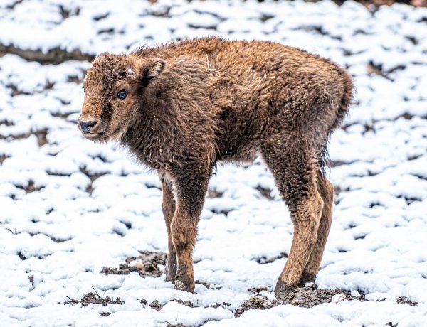 Európai bölényborjú született a Nyíregyházi Állatpark Kárpát-medence élővilágát bemutató kifutórendszerében