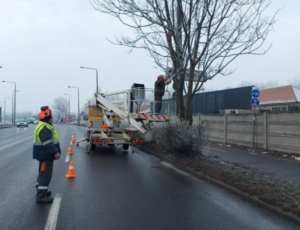 Balesetveszélyes faágak vágását végezték hétfő reggel a NYÍRVV munkatársai