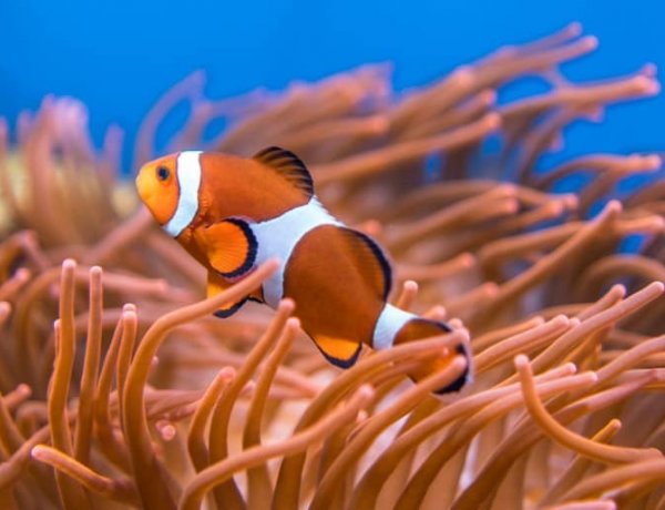 Az Ócenárium legvidámabb lakóiról készült videóval indítja a napot a Nyíregyházi Állatpark