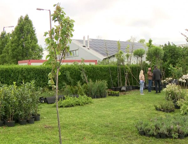 Városszépítő akció idén is – Fákat, virágokat és cserjéket oszt a NYÍRVV