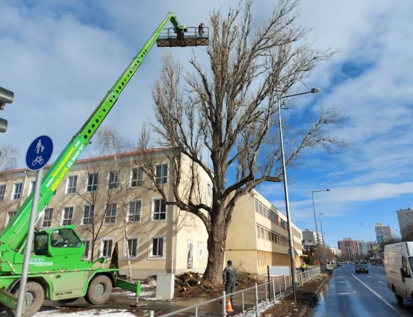 Faápolási munkálatokat végeztek a NYÍRVV munkatársai az Erdő soron
