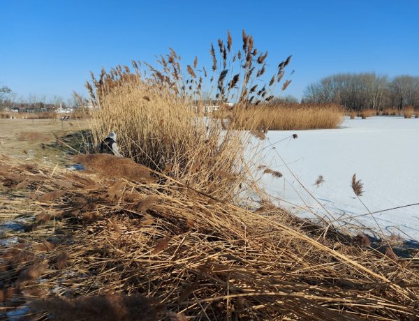 Megkezdődött a nádvágás a Bujtosi-tónál