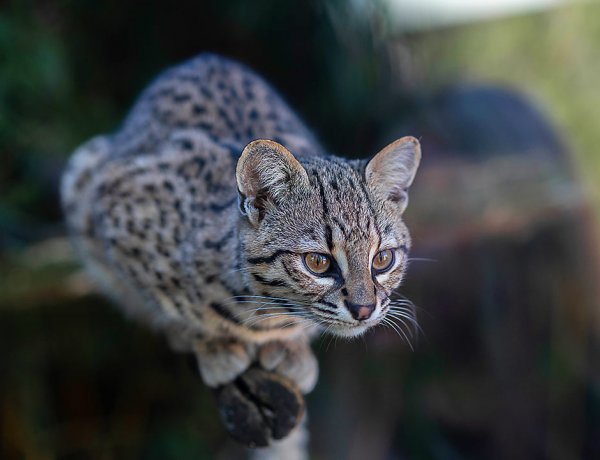 Január 28-a a Geoffroy-macska Világnapja – A Nyíregyházi Állatpark játékot hirdetett közösségi oldalán, belépőjegy a jutalom!