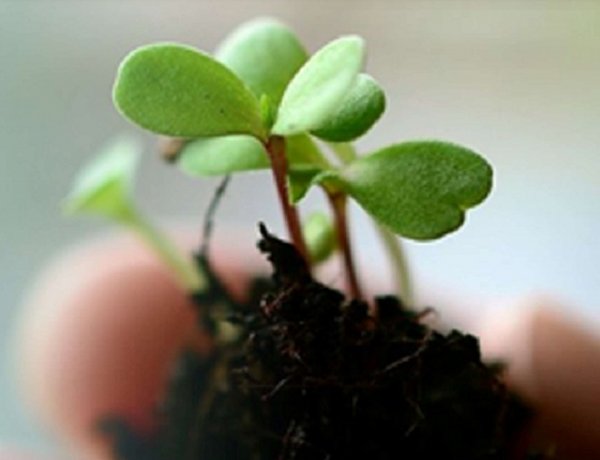 Mindentudás Könyvtára Gyerekeknek  