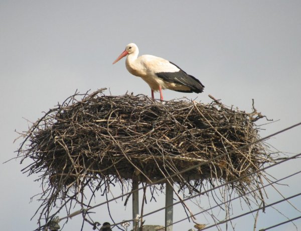 Visszatért Kele, az első gólya Magyarországra