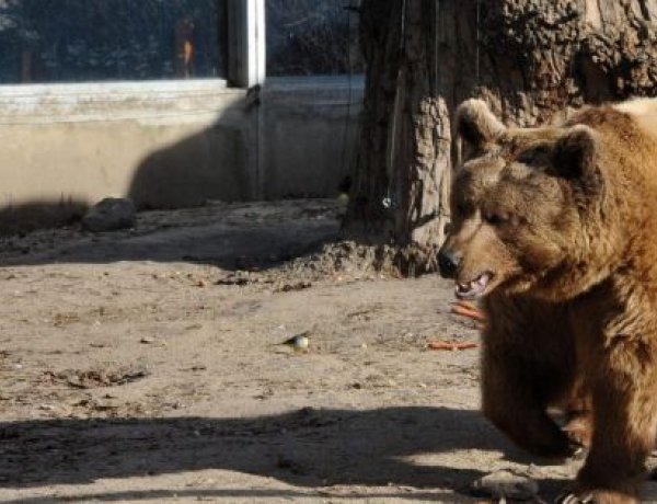 Ma jósolja meg a medve, hogy jön-e a tavasz