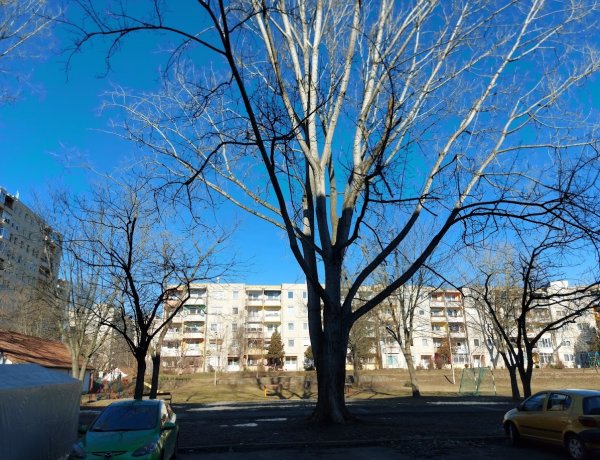 Faápolási munkálatokat végeznek pénteken a Törzs utcán