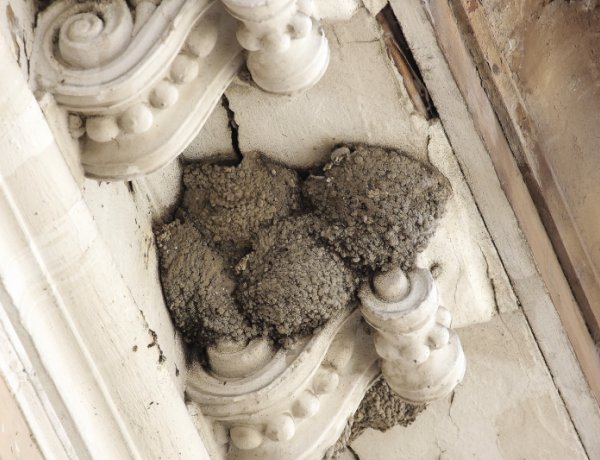 Felhívás - a tavasz kiemelt fecskevédelmi időszak, amiben a lakosságnak és az önkormányzatoknak óriási szerepe és felelőssége van