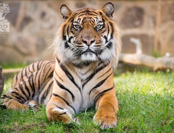 Február elsejével idén is beköszöntött a kínai holdújév – A Tigris Évét különleges videóval köszönti a Nyíregyházi Állatpark