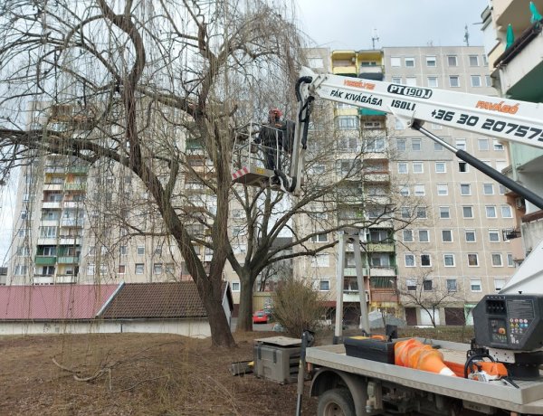 Faápolási munkákat végeztek kedden a Törzs utcán