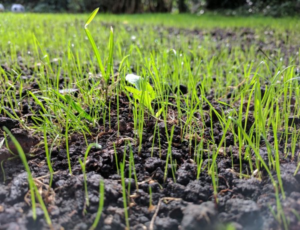 Városszépítő akció – Ismét fűmagot biztosít a NYÍRVV