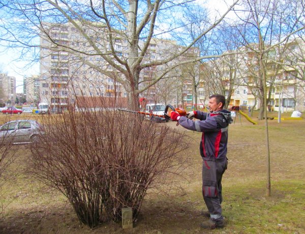 Elkezdődött a cserjeápolás városunkban