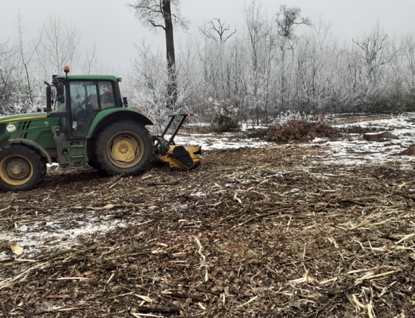 37 000 csemete várja, hogy a Sóstói-erdőbe kerüljön