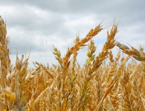 Agrárminisztérium: Meg kell védeni a hazai élelmiszer- és takarmányellátás biztonságát