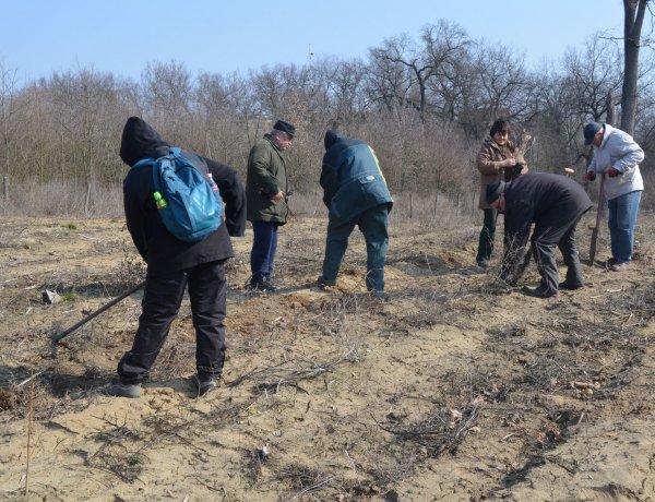 Önkéntesek ültettek csemetéket a Sóstói-erdőben