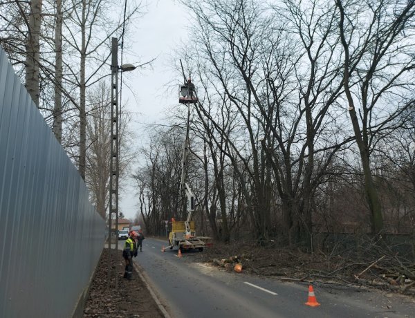 Faápolási munkálatokat végeznek a Tó utcán