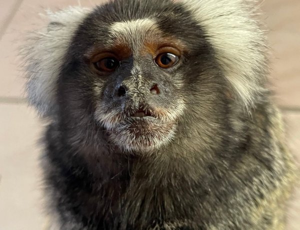 Megérkezett az első mentett állat Ukrajnából a Nyíregyházi Állatparkba