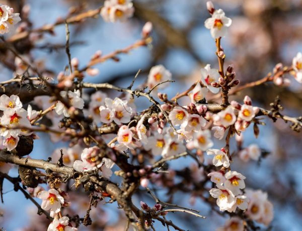 Átmenetileg enyhül a hideg a jövő héten, akár 17 Celsius-fokot is mérhetnek
