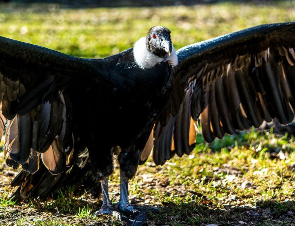 A hosszú hétvégén is tárt karokkal várja a látogatókat a Nyíregyházi Állatpark