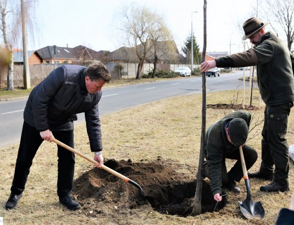 Újabb faültetés Nyíregyházán – Húsz darab amerikai hárs került a 4-es Huszárok útja mellé
