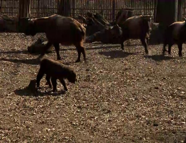 Mishmi takin született a Nyíregyházi Állatparkban