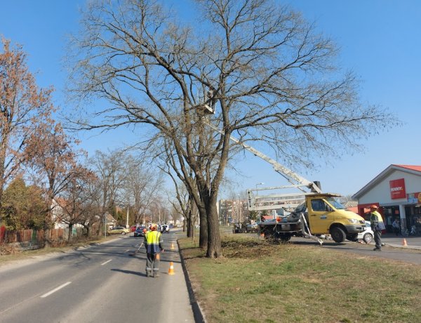 Elkezdték a Család utca faállományának koronaalakítási munkálatait