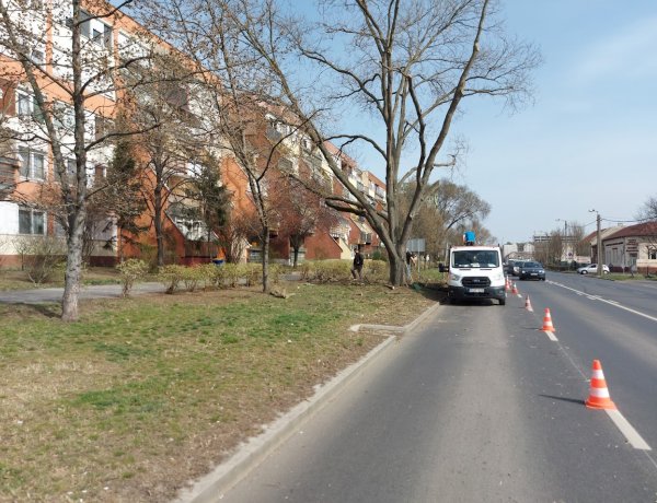 Balesetveszélyes fák ápolását végzik a Rákóczi utcán
