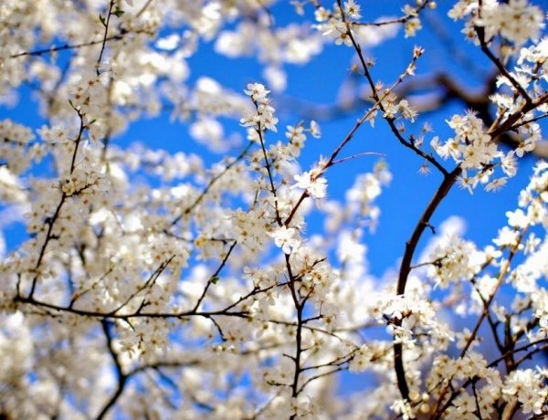 Egy csokorban az áprilisi népi megfigyelések!