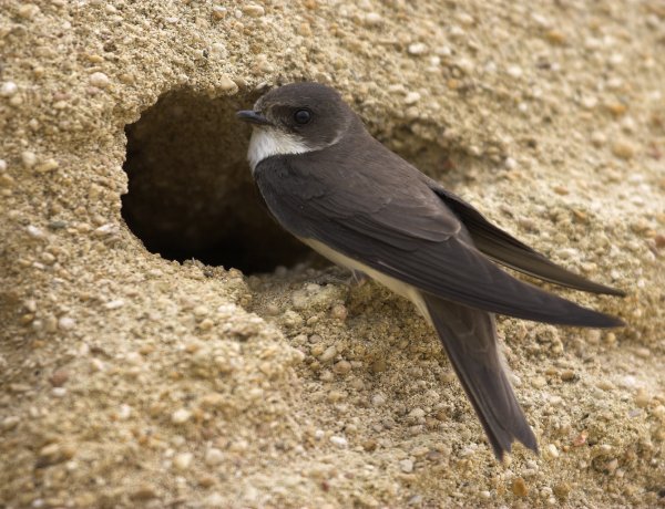 MME: Előzzük meg, hogy veszélyes helyre költözzenek a partifecskék!