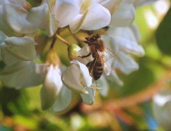 Barátságban a Méhekkel – Az emberiség élelmezése múlhat a megporzók túlélésén